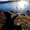 TimesCall > Connor Calkins, 3, tosses pinecones to geese in the pond at Loomiller Park on Monday, March 4, 2013, with his brother, Liam, and mother, Melissa, not pictured.
(Greg Lindstrom/Times-Call)